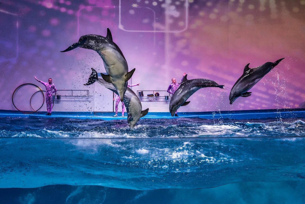 паттайя дельфины