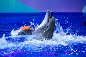 Дельфин Fest — 2023