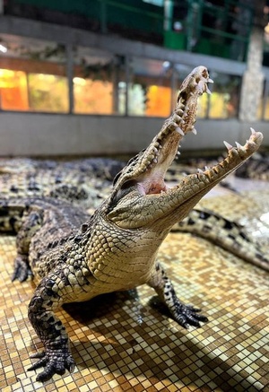 Посещение крокодиловой фермы "Крокодилвиль"