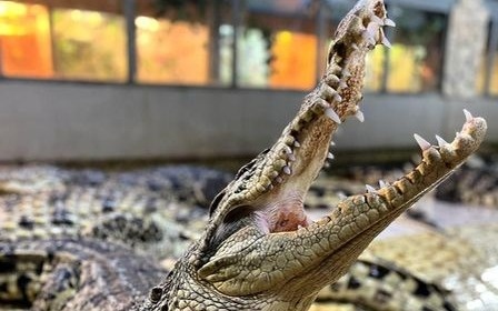 Посещение крокодиловой фермы "Крокодилвиль"