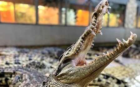 Посещение крокодиловой фермы "Крокодилвиль"