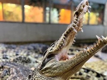 Посещение крокодиловой фермы "Крокодилвиль"