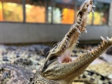 Посещение крокодиловой фермы "Крокодилвиль"