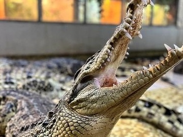 Посещение крокодиловой фермы "Крокодилвиль"