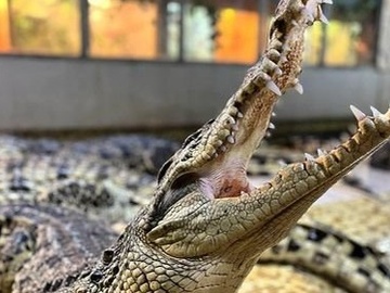 Посещение крокодиловой фермы "Крокодилвиль"