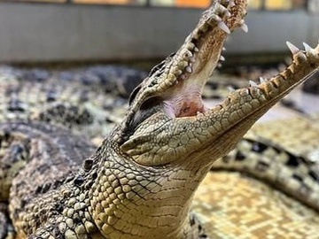 Посещение крокодиловой фермы "Крокодилвиль"