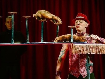 Цирк-шапито СОКОЛ