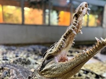 Посещение крокодиловой фермы "Крокодилвиль"