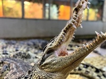 Посещение крокодиловой фермы "Крокодилвиль"