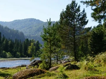 Сильно звёздное небо