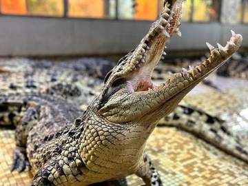 Посещение крокодиловой фермы "Крокодилвиль"