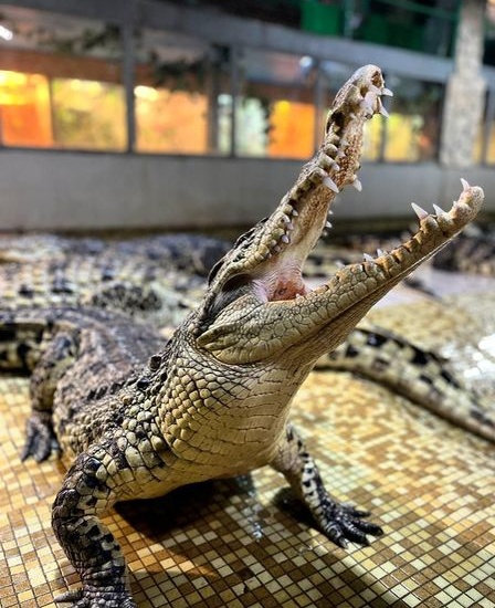 Посещение крокодиловой фермы "Крокодилвиль"