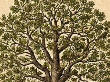 Итоговое занятие «„А дело было так...“: презентация результатов изучения семейной истории»